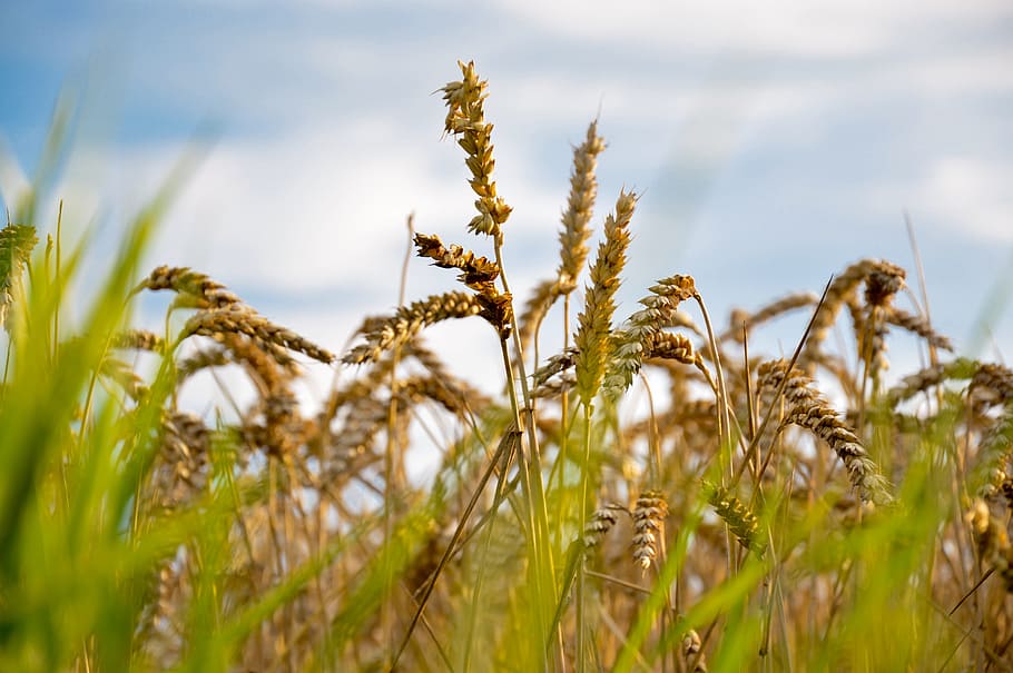 Raste cene pšenice i pad cena soje i kukuruza na Produktnoj berzi